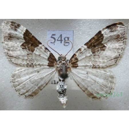 Xanthorhoe fluctuata (Linnaeus, 1758) Paśnik chrzaniak Czech54g